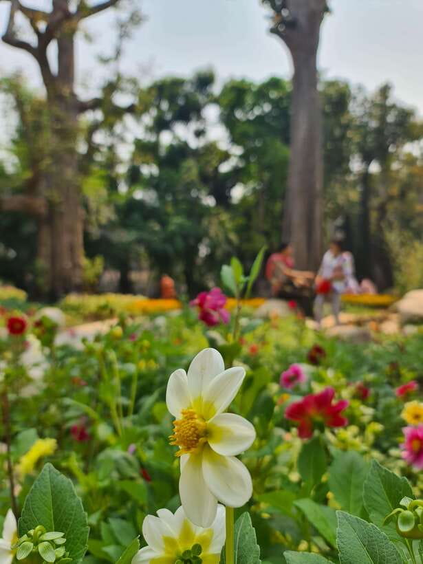 Chiang Mai: Dantewada Land of Angels & Sticky Waterfall Tour - Booking advice and final call