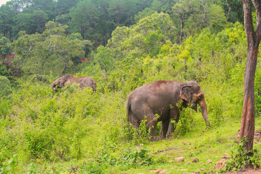 Chiang Mai: Day for Elephant Observation Only Half-day Trip - Key points at a glance