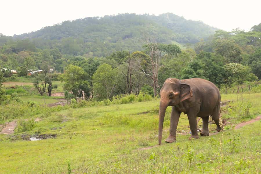 Chiang Mai: Day for Elephant Observation Only Half-day Trip - Morning or afternoon session?
