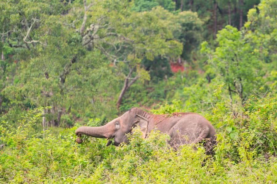 Chiang Mai: Day for Elephant Observation Only Half-day Trip - Watching four elephants without touching them