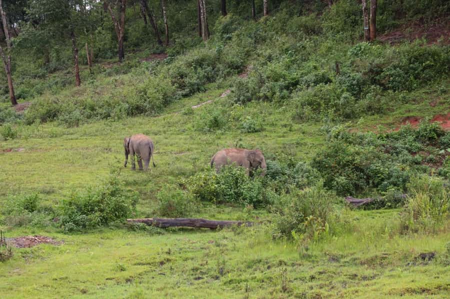Chiang Mai: Day for Elephant Observation Only Half-day Trip - What $46 gets you