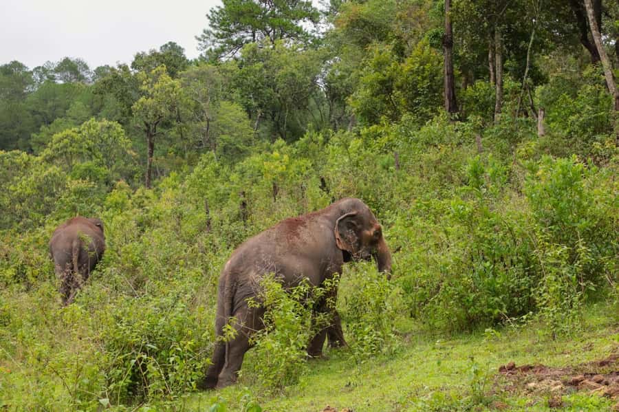 Chiang Mai: Day for Elephant Observation Only Half-day Trip - Who will enjoy this day most