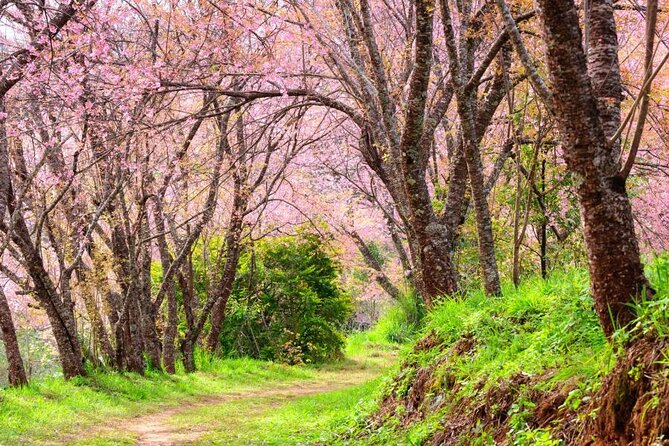 Chiang Mai - Doi Inthanon Full day Tour - Ang Ka Nature Trail keeps the walking easy