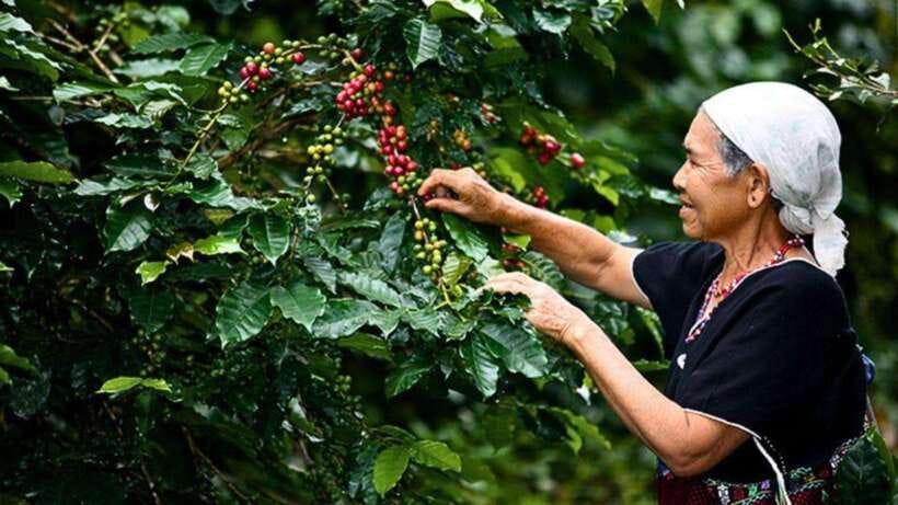 Chiang Mai: Doi Inthanon National Park Sightseeing Only - Key points to know before you book