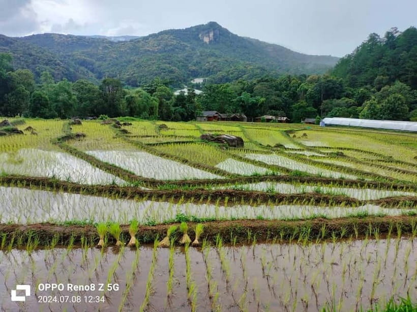 Chiang Mai: Doi Inthanon National Park+Trek Pha Dok Siew - Ban Mae Klang Luang and the rice fields