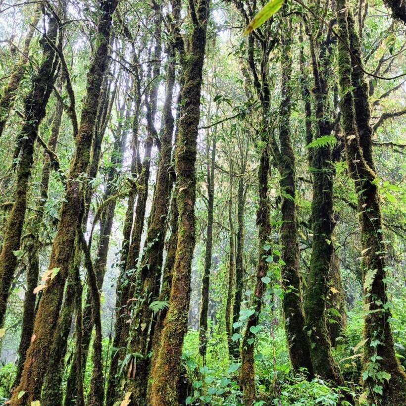 Chiang Mai: Doi Inthanon National Park & Waterfall Day Tour - The Hmong Market and a Thai set lunch
