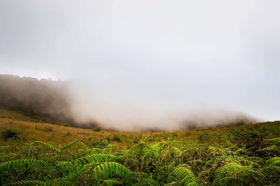 Chiang Mai: Doi Inthanon National Park, Waterfall & Lunch - Key Points to Know Before You Book