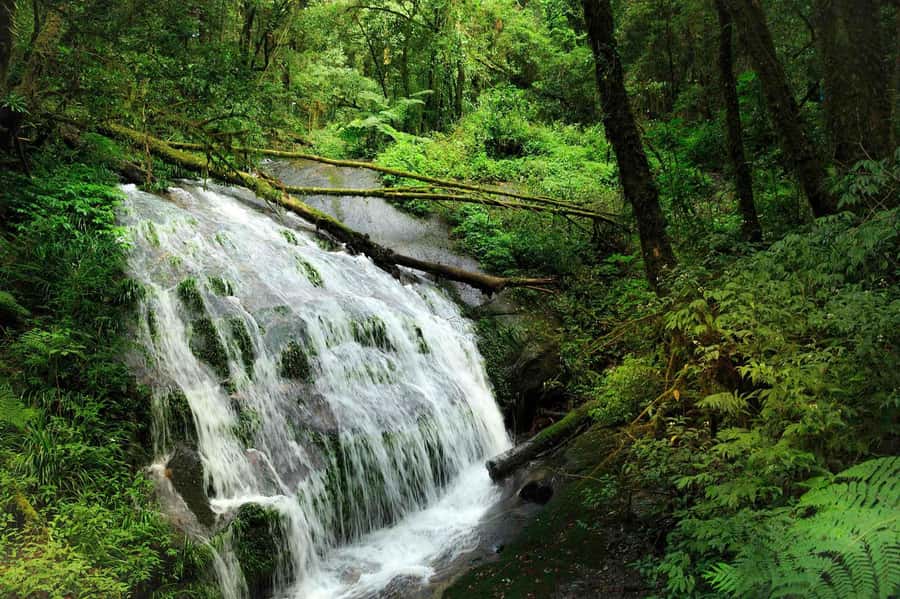 Chiang Mai: Doi Inthanon National Park, Waterfall & Lunch - Wachirathan Waterfall and the Park’s Forest