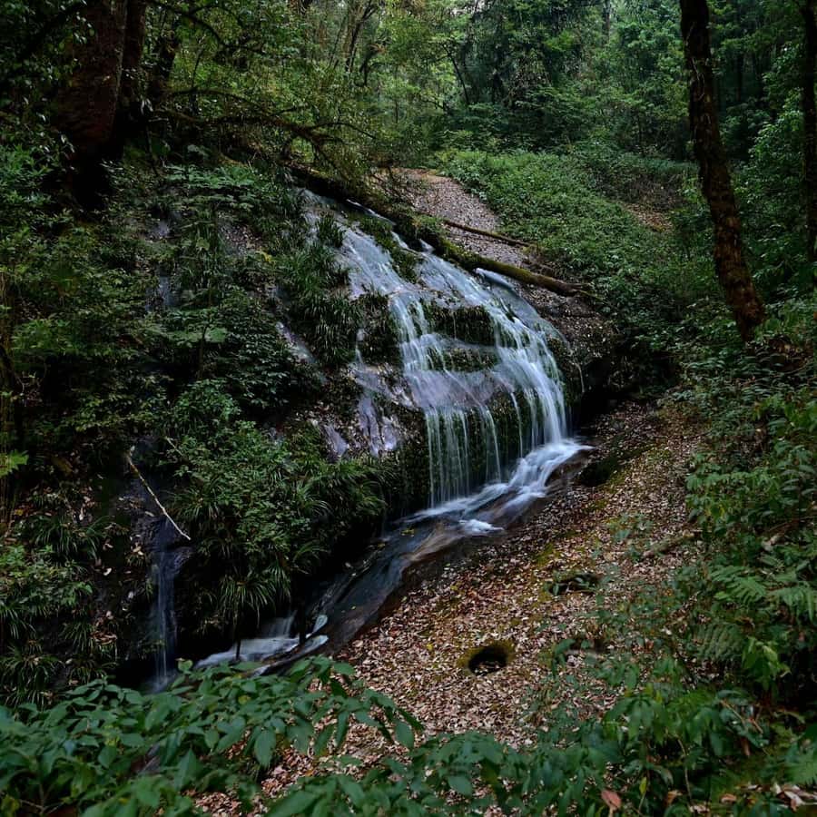 Chiang Mai: Doi Inthanon National Park, Waterfall & Lunch - Is the $37 Price Good Value?