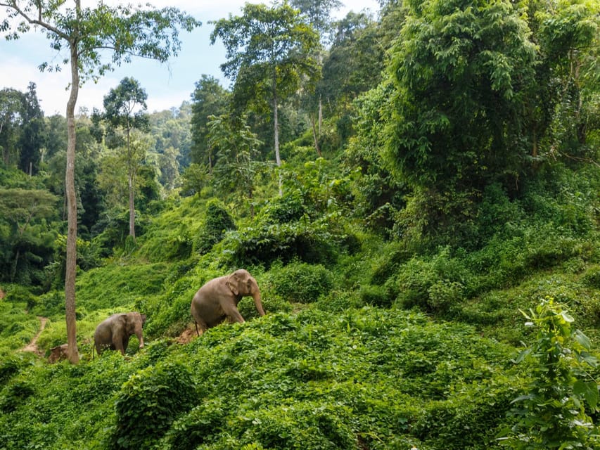 Chiang Mai: Doi Inthanon Park and Pha Dok Siew Trail Trek - The King and Queen Pagodas