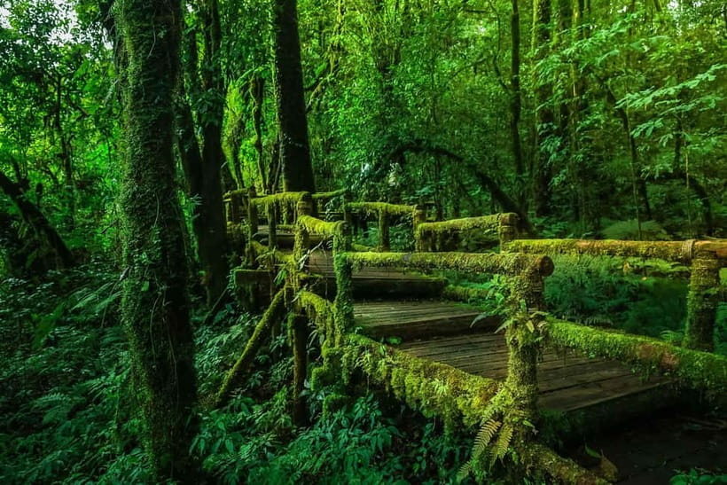 Chiang Mai: Doi Inthanon Trip with Pha Dok Siew Guided Trek - Pha Dok Siew: the day’s most rewarding walk
