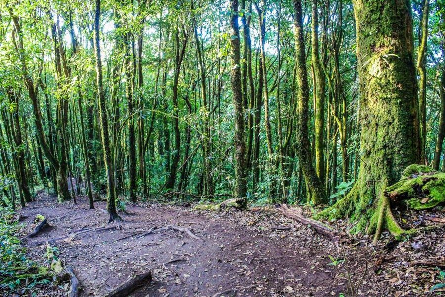 Chiang Mai: Doi Inthanon, Waterfalls, & Tribal Villages Tour - Lunch: useful, included, and not the star