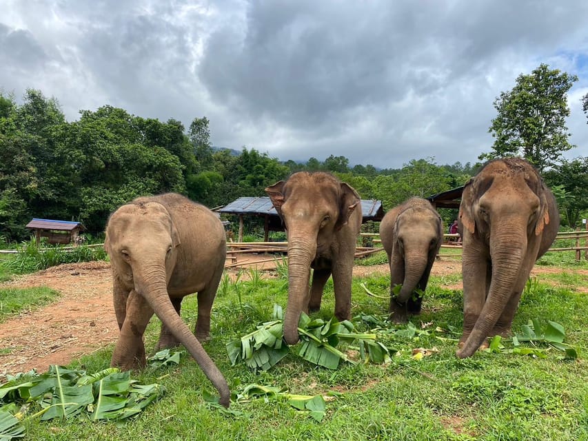Chiang Mai: Elephant Dream Project Sanctuary - Half-Day - Key points to know before you book