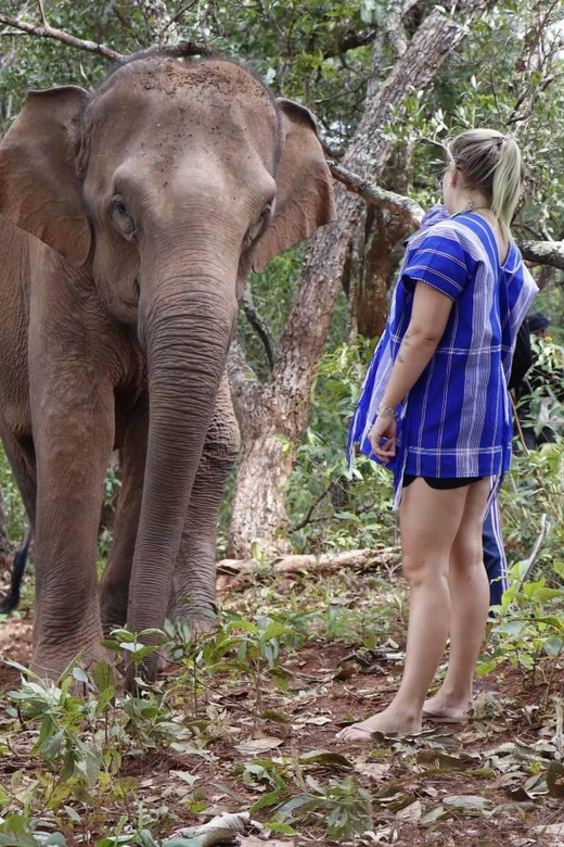 Chiang Mai: Elephant Dream Project Sanctuary - Half-Day - Who will enjoy this experience most