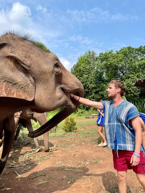 Chiang Mai: Elephant Dream Project Sanctuary - Half-Day - A sanctuary visit built around elephant choice