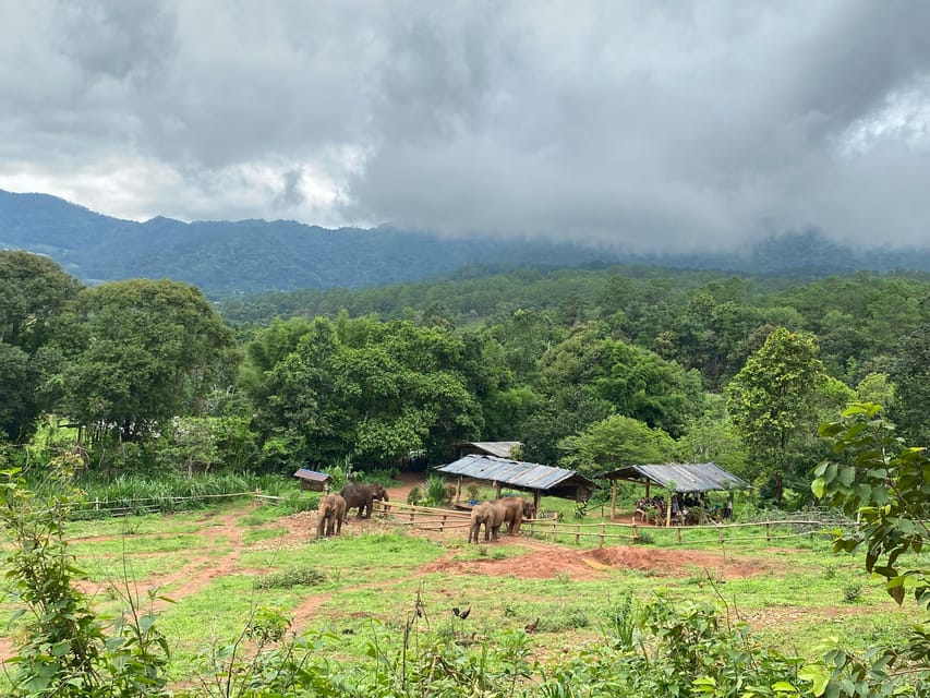 Chiang Mai: Elephant Dream Project Sanctuary - Half-Day - Meeting the elephants at 9:30