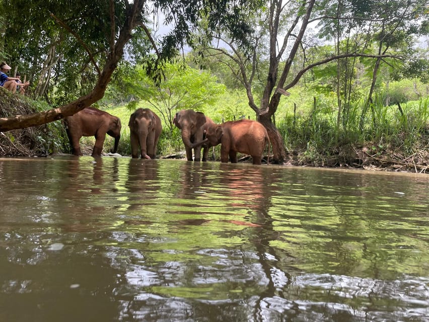 Chiang Mai: Elephant Dream Project Sanctuary - Half-Day - Feeding elephants without turning the visit into a show