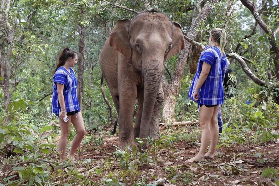 Chiang Mai: Elephant Dream Project Sanctuary - Half-Day - Walking through the jungle at elephant pace
