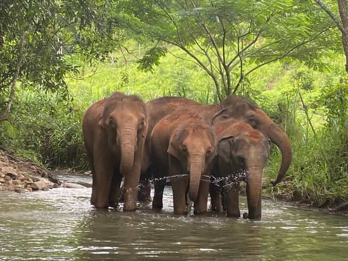 Chiang Mai: Elephant Dream Project Sanctuary - Half-Day - What the no-riding policy means in practice