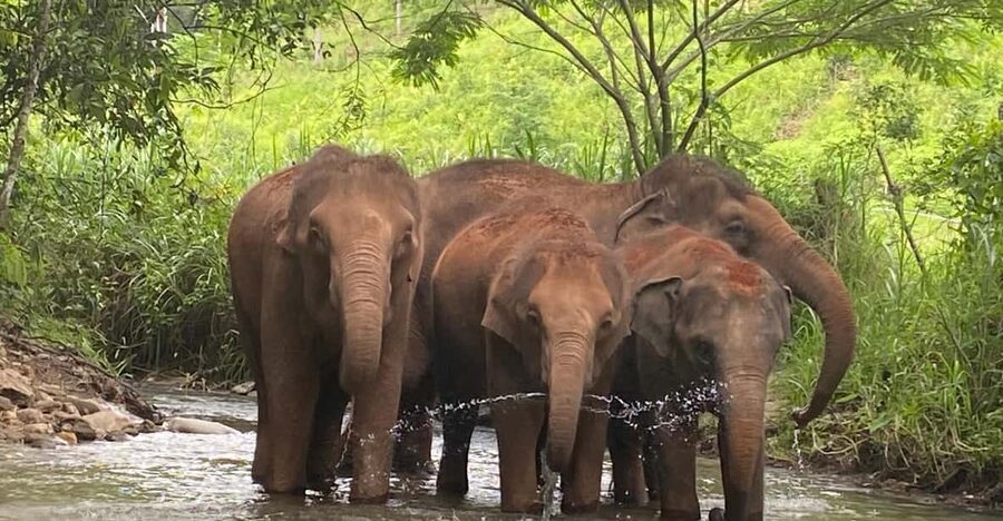 Chiang Mai: Elephant Dream Project Sanctuary - Half-Day - Thai lunch, fruit, and a village connection