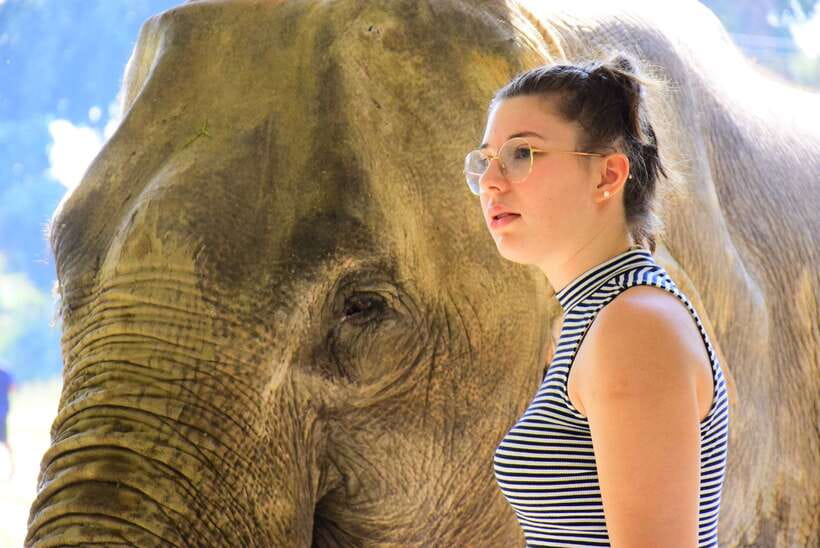 Chiang Mai: Elephant Feeding Experience - Key points at a glance