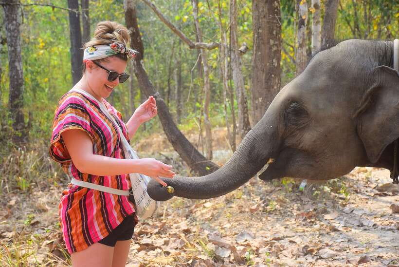 Chiang Mai: Elephant Feeding Experience - Thirty minutes of feeding and photographs