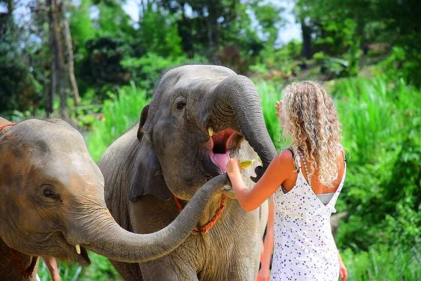 Chiang Mai: Elephant Feeding Experience - Group size, timing, and practical comfort