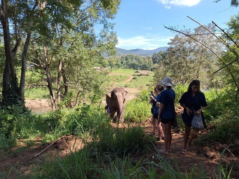 Chiang Mai: Elephant Sanctuary Bamboo Raft & Padthai Cooking - Cooking vegetarian Pad Thai at lunchtime