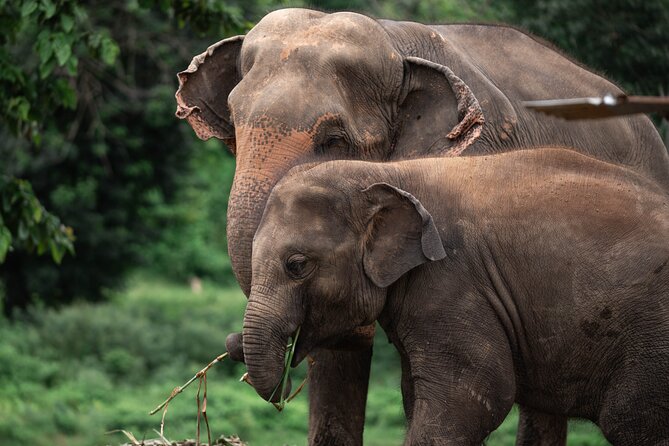 Chiang Mai Elephant Sanctuary, Bamboo Rafting and Waterfall Tour - Why this Chiang Mai day works so well