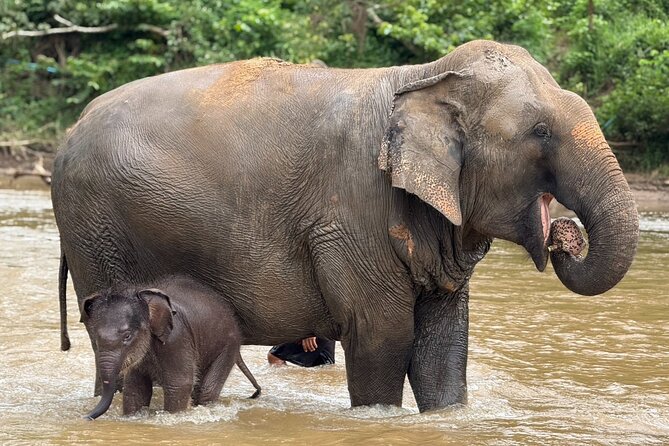 Chiang Mai Elephant Sanctuary, Bamboo Rafting and Waterfall Tour - Bamboo rafting through the forest