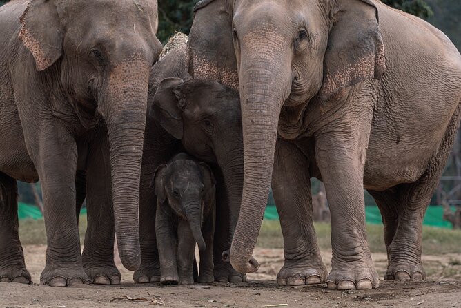 Chiang Mai Elephant Sanctuary, Bamboo Rafting and Waterfall Tour - The guides are a real part of the value