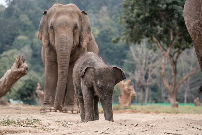 Chiang Mai Elephant Sanctuary, Bamboo Rafting and Waterfall Tour - Timing, lunch, and what the $58.70 covers