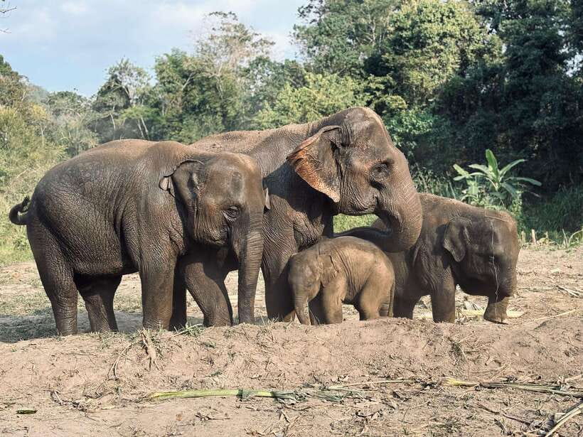 Chiang Mai: Elephant Sanctuary Feeding Program Half-Day Tour - Why the elephant contact feels different