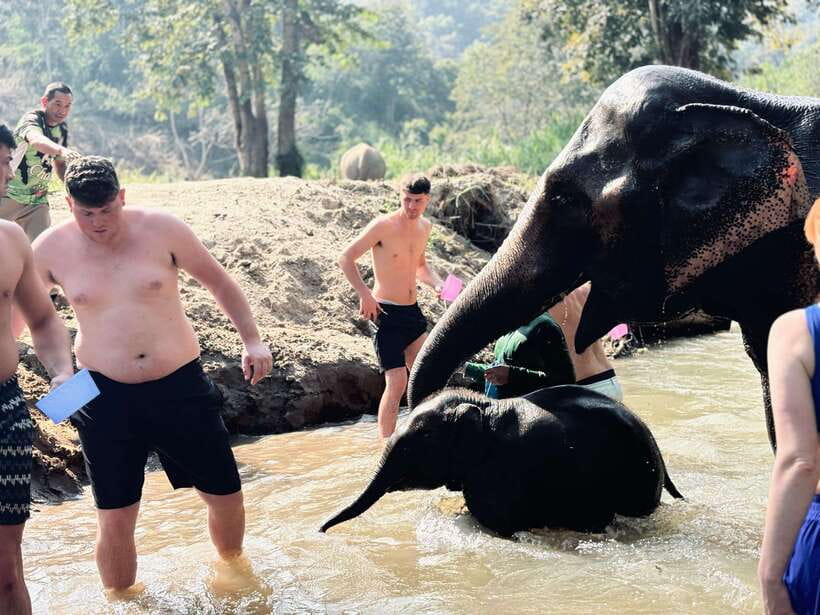 Chiang Mai: Elephant Sanctuary Feeding Program Half-Day Tour - Feeding sugarcane, bananas, and Napier grass