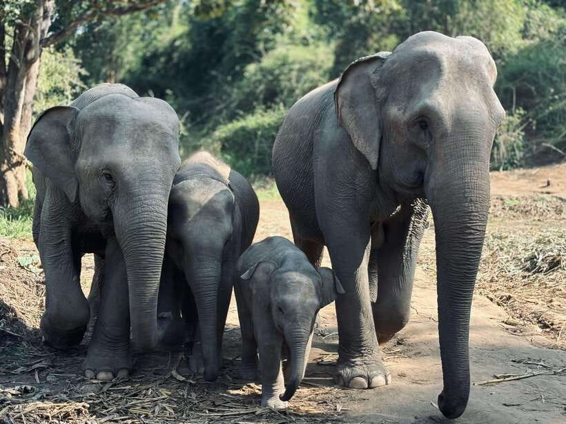 Chiang Mai: Elephant Sanctuary Feeding Program Half-Day Tour - The drive south from Chiang Mai