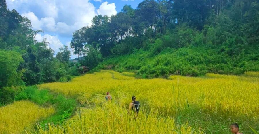 Chiang Mai: Elephant Sanctuary & Jungle Trek w/ Waterfall - Key points at a glance
