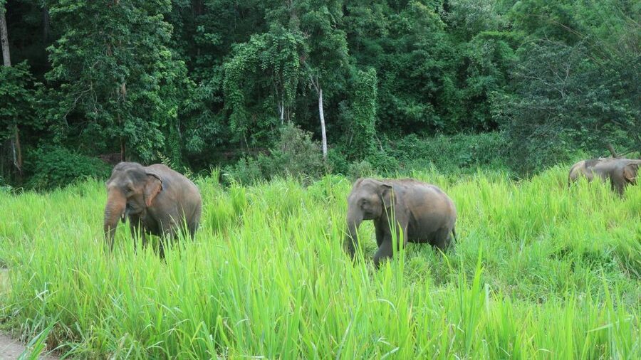 Chiang Mai: Elephant Sanctuary & Jungle Trek w/ Waterfall - Shan village lunch and a local setting