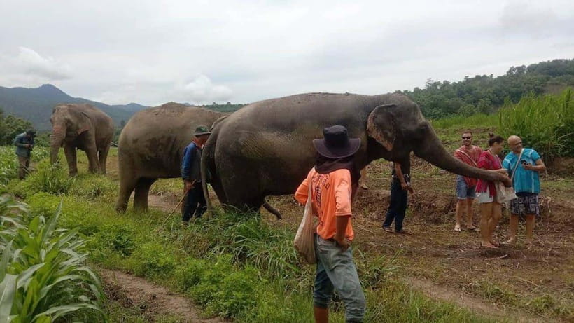 Chiang Mai: Elephant Sanctuary Local Hill Tribe Caretakers - Key points to know before booking