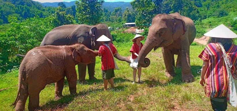 Chiang Mai: Elephant Sanctuary Local Hill Tribe Caretakers - Feeding and learning the elephants