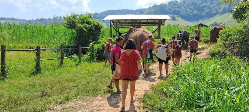Chiang Mai: Elephant Sanctuary Local Hill Tribe Caretakers - The morning trip from Chiang Mai