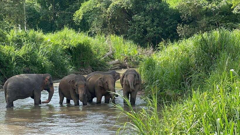 Chiang Mai: Elephant Sanctuary, Monk Trail & Doi Suthep Tour - Walking the Monk Trail to Wat Pha Lat