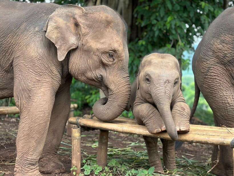 Chiang Mai: Elephant Sanctuary, Waterfall & Bamboo Rafting - Key points to know before you go