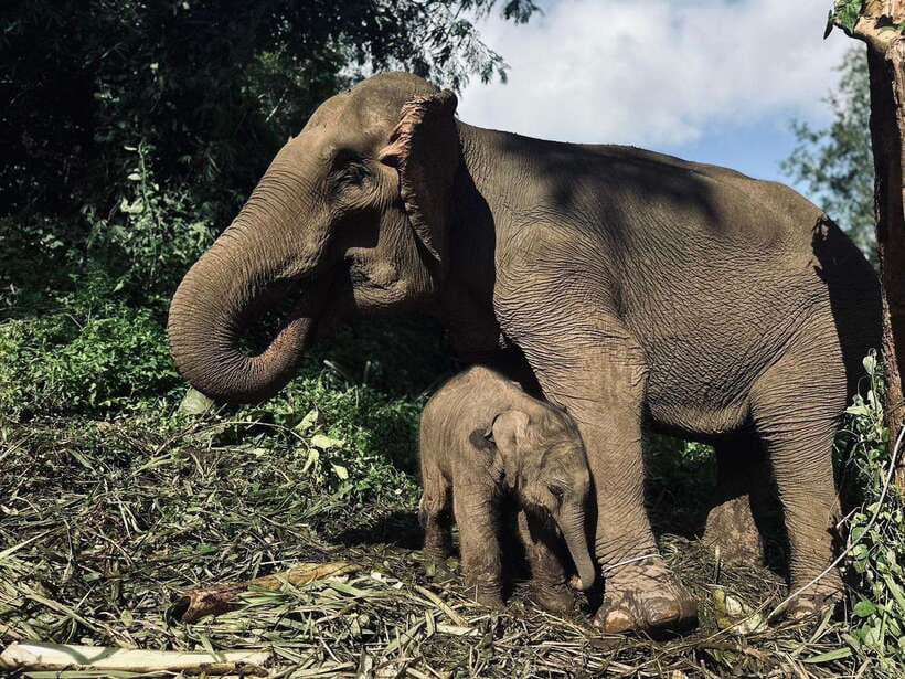 Chiang Mai: Elephant Sanctuary, Waterfall & Bamboo Rafting - Why this Chiang Mai elephant day works so well