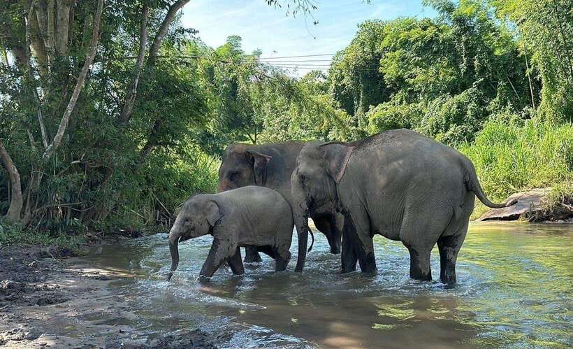 Chiang Mai: Elephant Sanctuary, Waterfall & Bamboo Rafting - Bamboo rafting on the Mae Wang River
