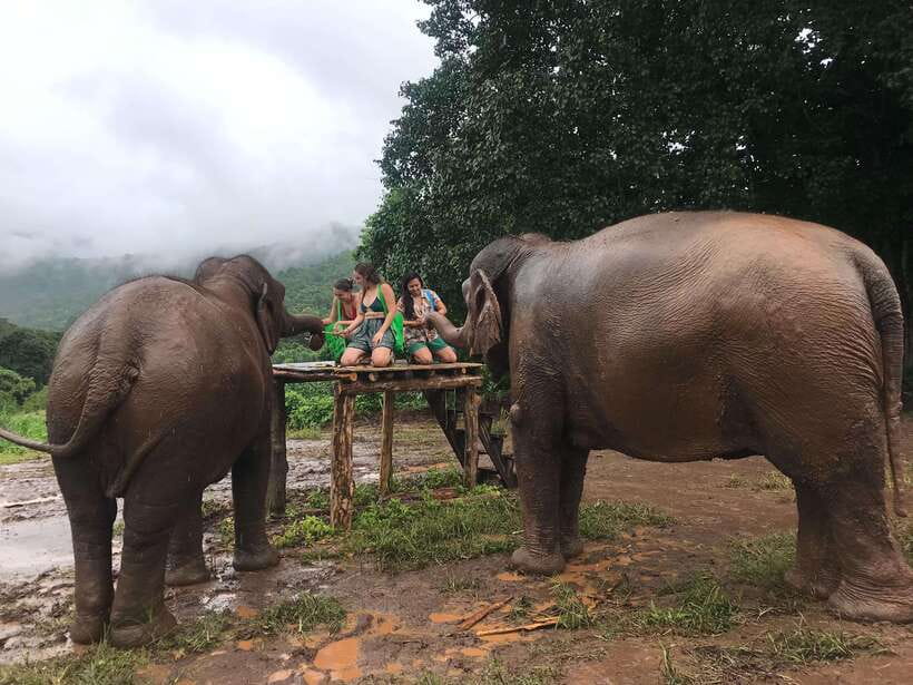 Chiang Mai: Elephant Sanctuary & Waterfall Group Tour - My verdict: a strong choice with practical conditions