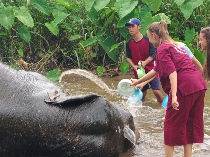 Chiang Mai: Elephants, Sticky Waterfalls, Market and Temple - One long day beyond Chiang Mai city
