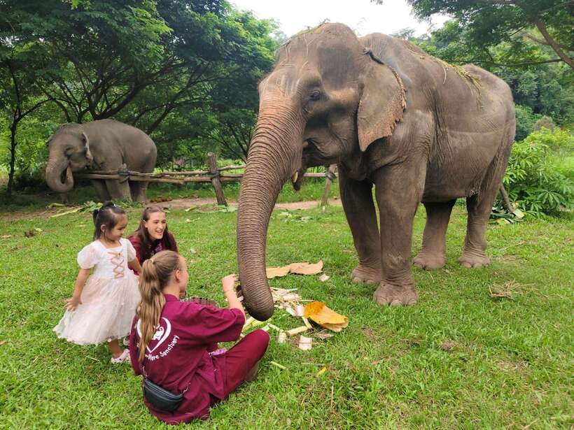 Chiang Mai: Elephants, Sticky Waterfalls, Market and Temple - Climbing Bua Thong Sticky Waterfalls