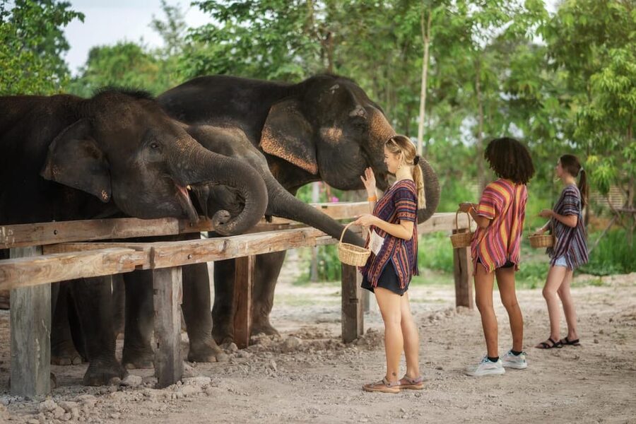 Chiang Mai: Ethical Elephant Encounter Feeding Program - Is $22 good value for one hour?