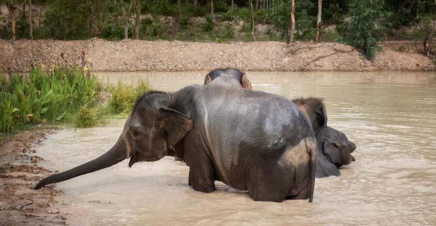 Chiang Mai: Ethical Elephant Encounter Feeding Program - Meeting rescued elephants in a quieter setting