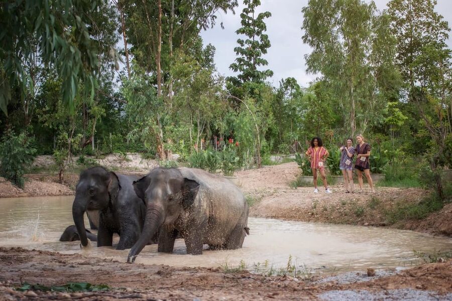 Chiang Mai: Ethical Elephant Encounter Feeding Program - The guide makes a big difference